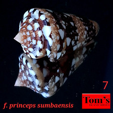 Conus ammiralis f. princeps sumbaensis #7  50.2mm ULTRA BEAUTY from Indonesia picture