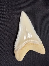Beautiful Modern Great White Shark Tooth 2.1