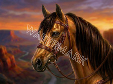 Premium Southwestern Arizona Horse Head #2 Digital Image Picture Photo picture