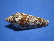 Conus bengalensis f. sumbawaensis (Verbinnen, 2022)