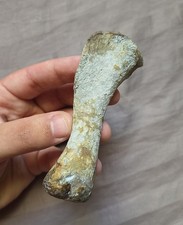 Very Rare Oudenodon Dicynodont Bone Fossil Permian Reptile Karoo Beds Africa  picture