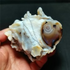 Rare 442G  Natural Inner Mongolia Gobi Eyes Agate Rough stone Healing R1688 picture