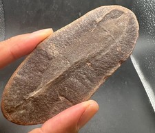 10 cm near complete Tully Monster Mazon Creek IL fossil - tullimonstrum picture