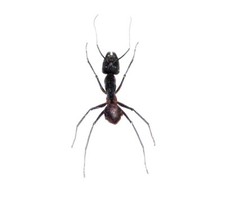 Camponotus gigas HUGE GIANT BULLET ANT UNMOUNTED/PINNED picture