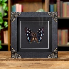 Scarce Forest Emperor Butterfly Taxidermy in Baroque Style Frame (Charaxes etesi picture