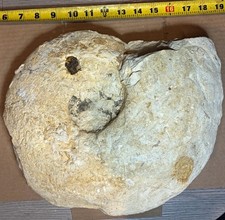 Massive Dinosaur Age Cretaceous Ammonite Fossil Texas picture