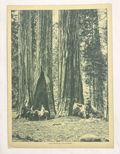 Big Trees of California Photogravure Print 1913 The Mentor picture