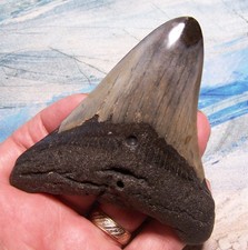 MEGALODON SHARK TOOTH 3 7/8