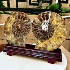 6.56LB Natural conch slice a pair Sea Conch Crystal Specimen Slice Healing picture