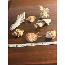 Vintage Natural Sea Shell and White Coral Lot 7pc Coastal Beach Decor Crafts picture