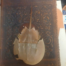 Horseshoe Crab Shell Specimen picture