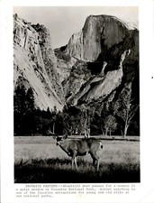LG17 1971 Original Photo BLACKTAIL DEER IN A QUIET MEADOW YOSEMITE NATIONAL PARK picture