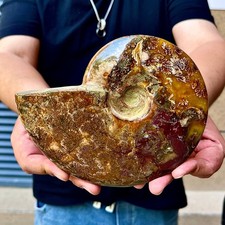 2.53LB Rare natural polished Natural conch fossil specimens of Madagascar picture