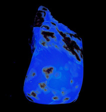 Indonesian Blue Amber 122g 95mm Freeform Polished UV Reactive Specimen Sumatra picture