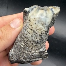 Mastadon Tooth Fossil PARTIAL BEAUTIFUL BLUE ENAMEL ICE AGE FLORIDA FOSSIL picture