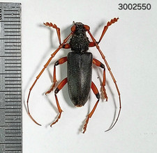 Cerambycidae sp.  A1  #2550 NORTH THAILAND picture