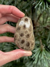 Collector- Grade Polished Petoskey Stone 2.75