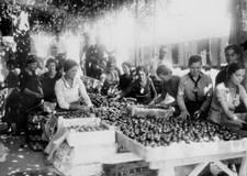 Chosen Chestnuts Chieti Abruzzo Italy 1920-30 OLD PHOTO picture