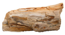 2 Lb 6.1 Ounce 7 1/2 Inch Goose Creek Nevada Petrified Fossil Wood Specimen 1366 picture