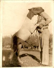 CGE74 Original Photo KING TRICK PONY HUGGING HIS OWNER HORSE STUNT picture