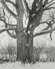 Photo:Chicago 1952 Snowy Tree Winter Landscape Architecture Lecture Photo picture