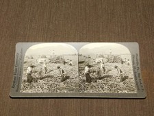 VINTAGE STEREOVIEW STEREOSCOPE CARD SUGAR CANE LIMA ANDES SANTA CLARA PERU picture