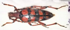 Cerambycidae Lepturinae Macroleptura quadriona 29-30mm A1- from LAOS - #1302 picture