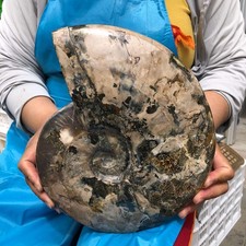 8.25LB Natural Tentacle Ammonite Fossil Specimen Shell Healing Madagascar picture