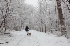 Takoma Park Maryland 2018 Dog Walker and Dog on Snowy Sligo Creek Trail picture