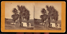 59) Famous Palmetto Tree and little huts, posing for the camera Savannah, Ga. picture
