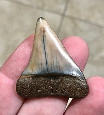 XL - BEAUTIFULLY SWEET & RARE - 1.73” - PERUVIAN - GREAT WHITE SHARKTOOTH FOSSIL picture