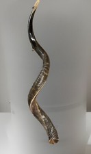 Shofar Yemenite Kudu Horn XXL 44”-48” New Natural KOSHER Made USA picture