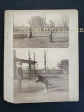 c1890s antique PHOTOS victorian DOG DOING TRICKS albumen man bowler hat outdoors picture