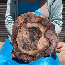 5.5LB Natural Petrified Wood Crystal Fossil Slice Crystal Specimen Healing 6384 picture