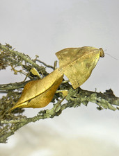 DeadLeaf Mantis ( Deroplatys gorochovi ) L4-L5 + Care Guide picture