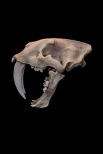 Smilodon Fatalis Skull Replica – Natural Bone Finish Sabertooth Fossil Display picture