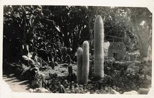 Postcard: RPPC Cactus Garden with Old Man Cactus and Stone Building picture