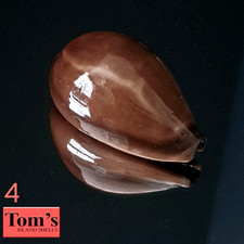 Cypraea adusta #4 43.7mm GORGEOUS BEAUTY from Zanzibar Island picture
