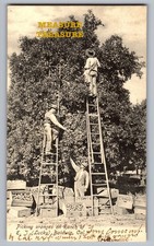 C.1906 BALDWIN, CA PICKING ORANGES ON RANCH OF E. J. (LUCKY) Postcard Q14 picture