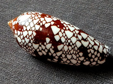 Conus aulicus 80 mm GEM  great DARK  Pattern  WOW picture