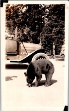 Vtg 1929 Yellowstone Park Photo Black Bear Cub Old Car Snapshot Original picture