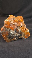 7lb 9.3oz Rainbow Petrified Wood from NE AZ Lakeshore At Sunset Picture Wood picture