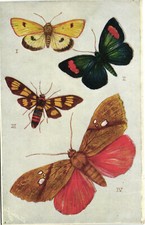 PC R. J. WEALTHY, ARTIST SIGNED, BUTTERFLIES, TUCK'S, Vintage Postcard (b38587) picture