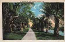 AVENUE OF DATE PALM TREES POSTCARD MIAMI FL FLORIDA 1910s picture
