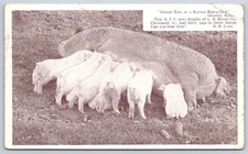 Antique Kansas Postcard GREELEY Sow Piglets Farm Life 1915 Rppc picture