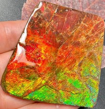 Natural Canadian Ammolite Cicada Wing Pattern Freeform Loose Gemstone #2872-38 picture