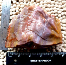 Arizona Rainbow Petrified Wood with Bark Beautiful Selection 1 lb 5 oz picture