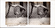 Baboon chacma in a zoo, vintage print, ca.1900, stereo vintage print, legend picture