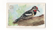 1918 J6 #14 Yellow-Bellied Woodpecker Useful Birds of America 2nd Series picture