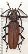 Cerambycidae,Rugosophysis frater hasani(Komiya,Drumont,2008) Amale 66mm,Malu is. picture